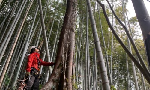 【菊池市七城】にて高木の特殊伐採をご依頼頂きました！